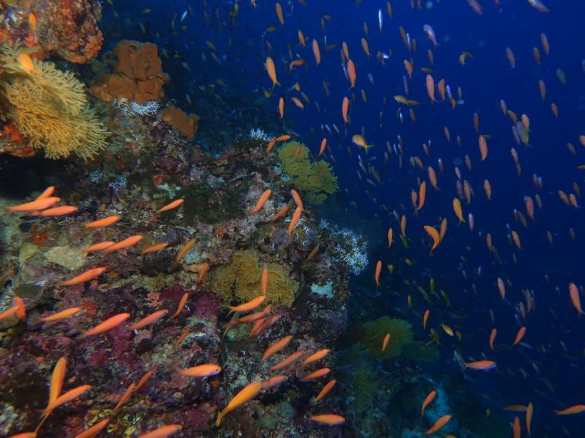 Pemba, Afro Divers, Pemba Island, Tansania