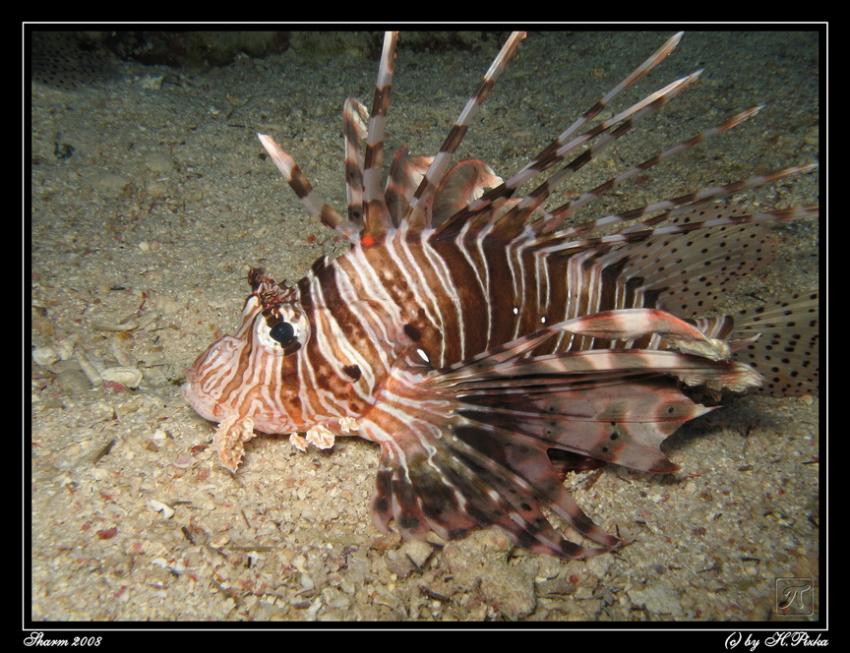 Magic Divers Sharm el Sheikh