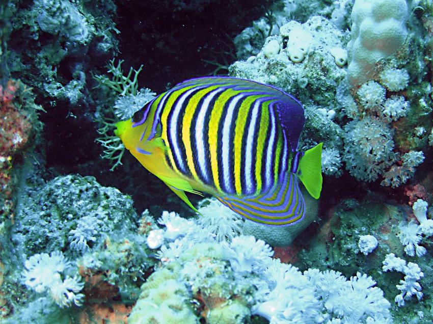 Brayka Bay, Brayka Bay,Ägypten