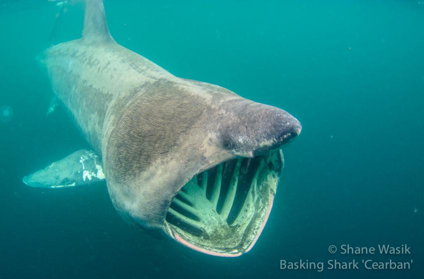 Riesenhai in Schottland, basking shark scotland, Riesenhai, Basking Shark Scotland, Oban, Großbritannien, Schottland