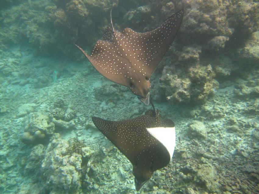 Hausriff und Umgebung, Embudu,Malediven
