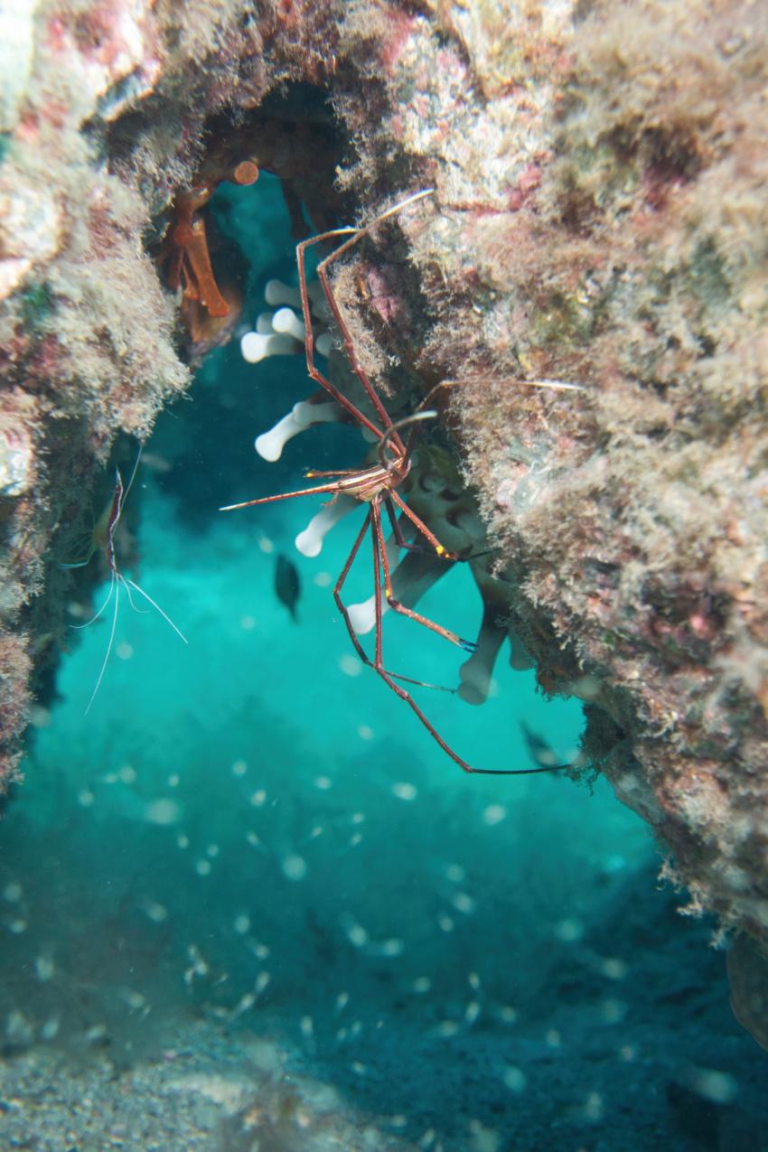 Putzergarnele und Spinnenkrabbe, Zeus Dive Center, Playa del Ingles, Gran Canaria, Spanien, Kanaren (Kanarische Inseln)