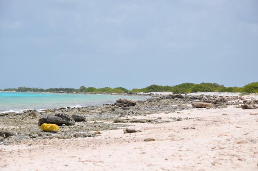 Tauchfotos Bonaire, verschiedene Tauchplätze Bonaire,Bonaire,Niederländische Antillen