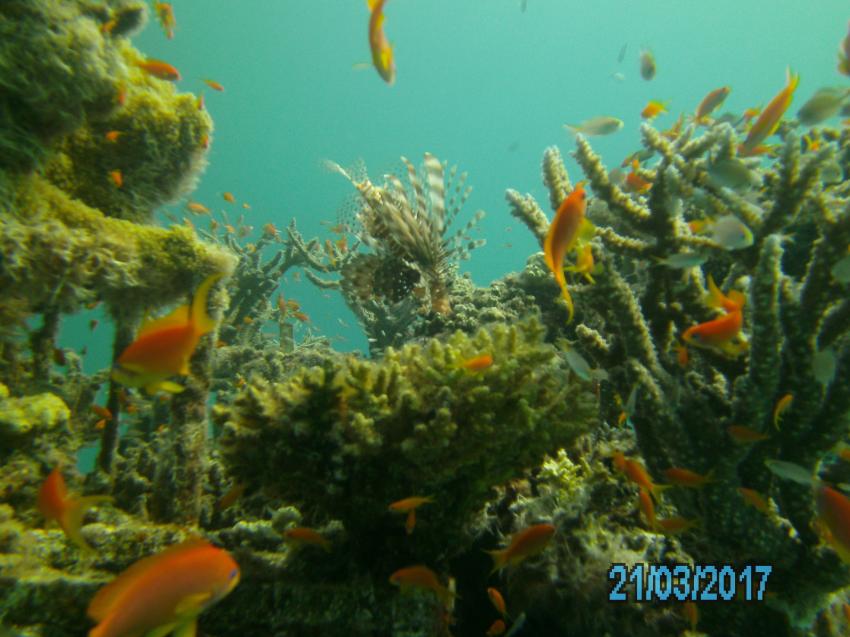 künstliches Riff im Hausriff, Scuba World Divers Makadi Bay , Ägypten, Hurghada