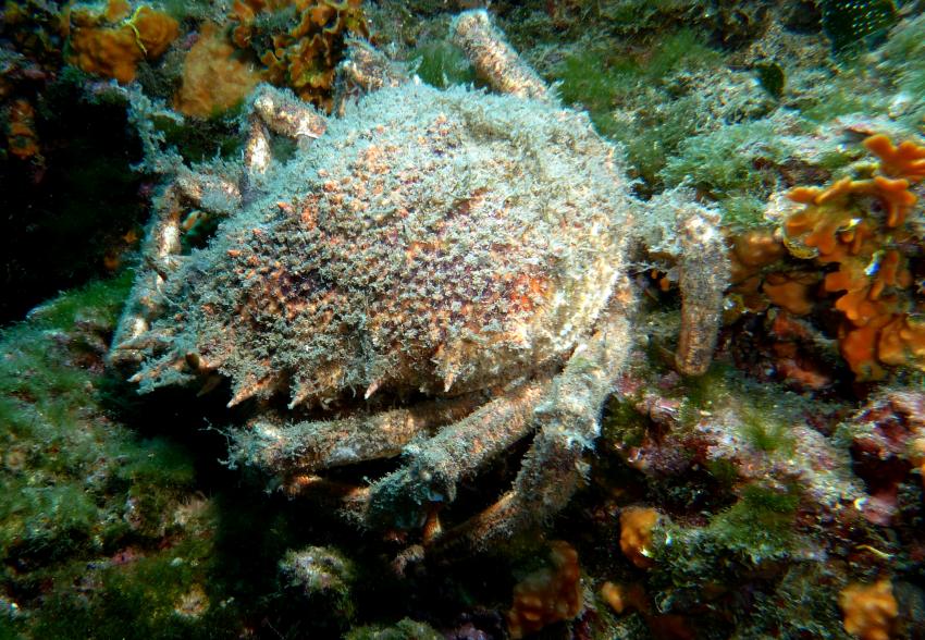 Tauchplatz Jarbol bei Banjole, Banjole,Kroatien