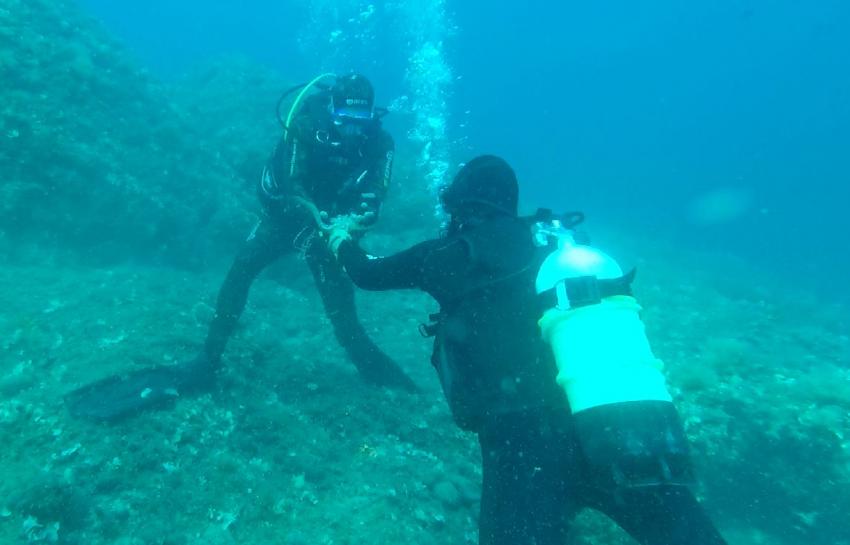 Guide bietet Oktopus zum Streicheln an, Trogir Diving Center, Okrug Gornji, Kroatien
