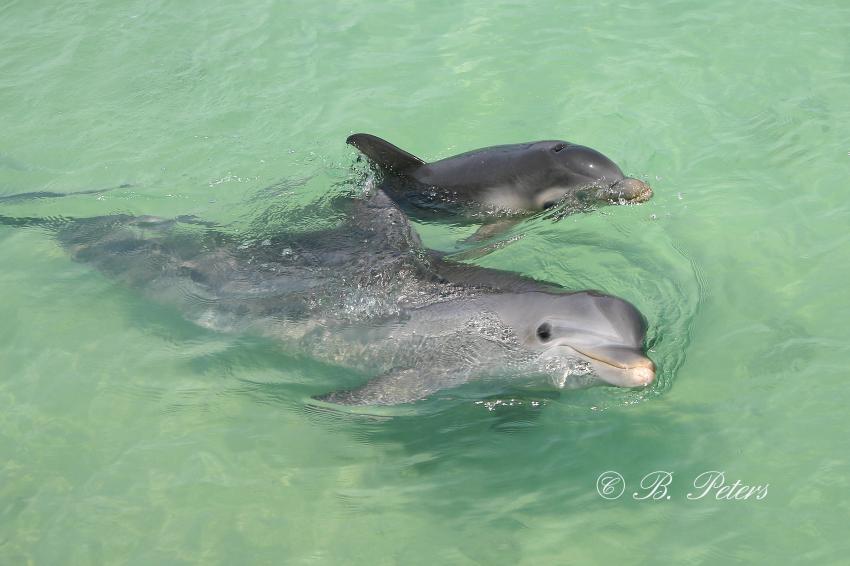 Bahia Naranjo, Bahia Naranjo,Kuba,Delphin,Delfin,Junges,Mutter