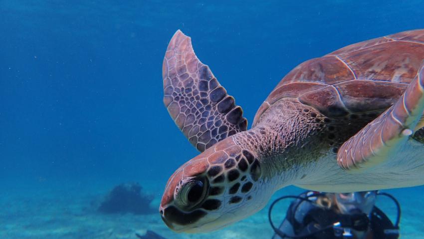 Meeresschildkröten Zypern, Turtles, Seaturtle, Green Sea Turtle, Cyprus, Zypern, Cyprus Diving Centre, Pernera