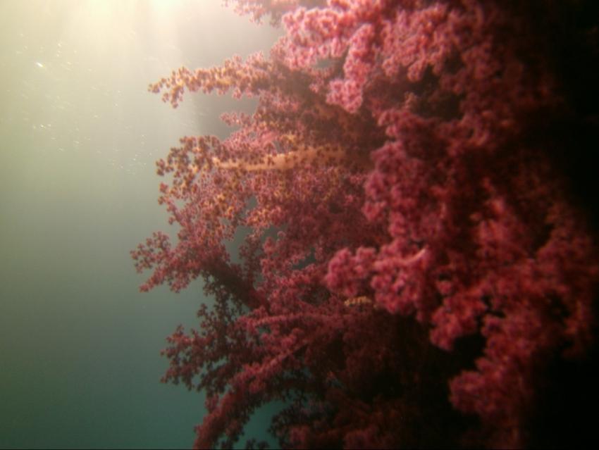 PANORAMA Guesthouse & Restaurant, Safaga, Ägypten, Safaga