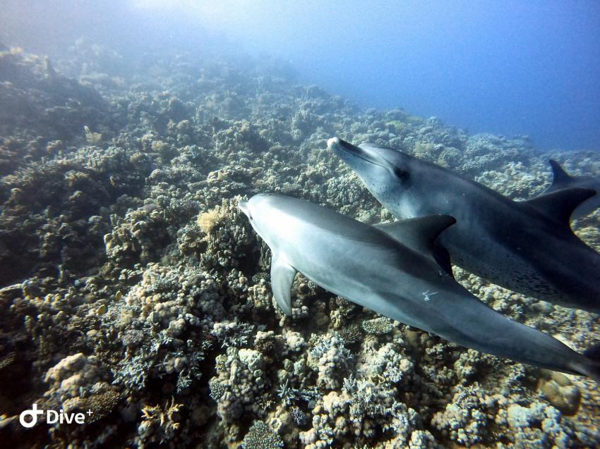 Wonderful Dive, Rohanou Resort, El Qusier, Ägypten, El Quseir bis Port Ghalib