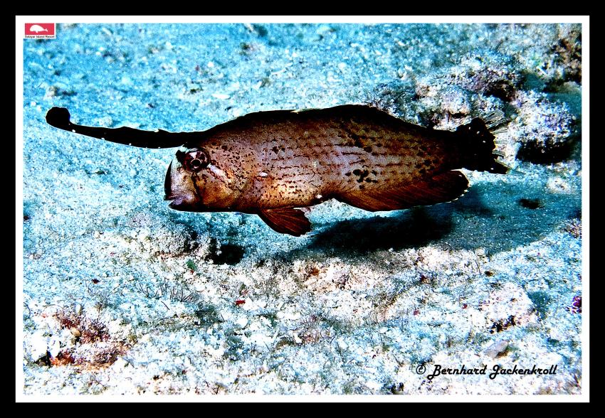 Bilder aus Selayar, Sued Sulawesi,Selayar,Indonesien,Iniistius pavo - Blauer Schermesserfisch,juv. ?