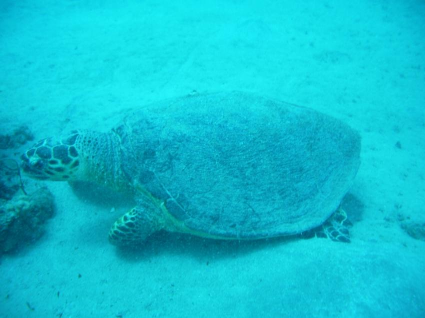 Turtle, Deep Ocean Blue Diving Center, Ägypten, El Quseir bis Port Ghalib