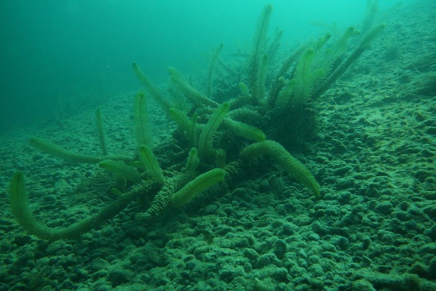 Ilsesee, Ilsesee,Augsburg,Bayern,Deutschland,Wasserpflanze. Laichkraut,Armleuchteralge