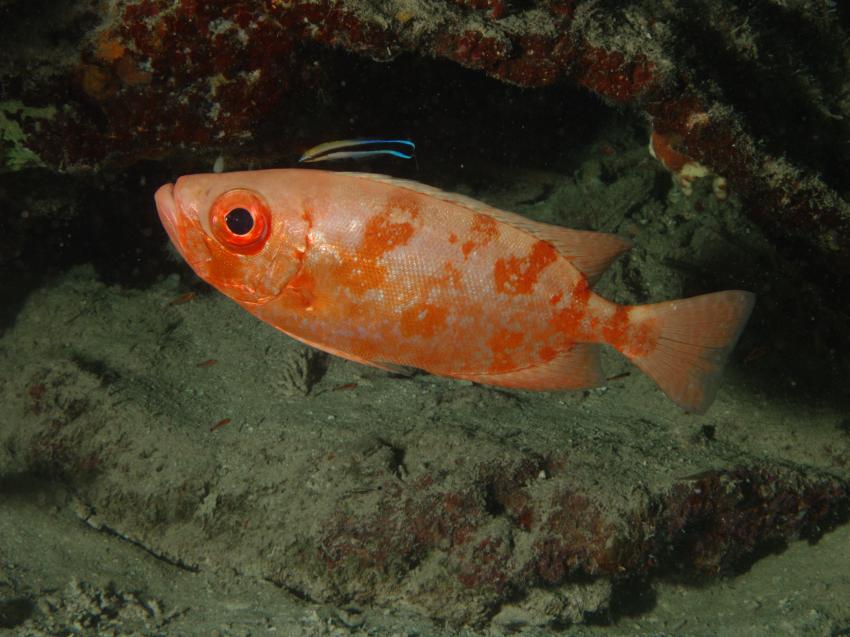 Hambillica, House Reef, Siquijor,Philippinen