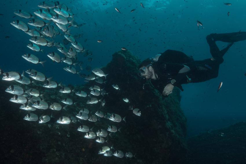 Taucher und Fischschwarm, Portofino Divers, Santa Margherita Ligure (Ligurien), Italien