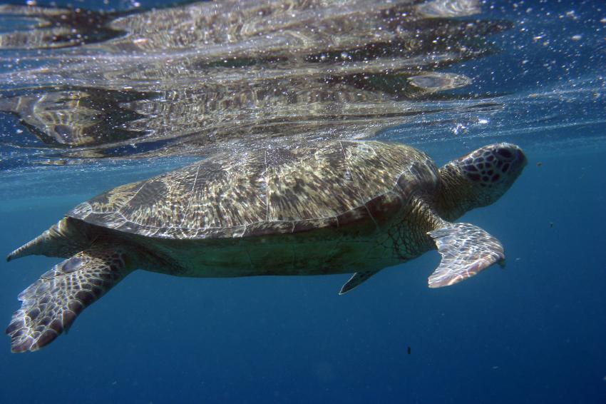 Sipadan, Sipadan,Malaysia,Meeresschildkröte,an der Wasseroberflöche