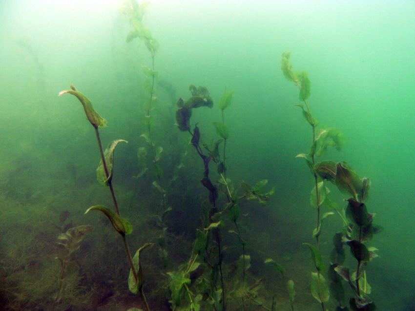 Groene Heuvels Wijchen Bei Nijmwegen Taucher Net