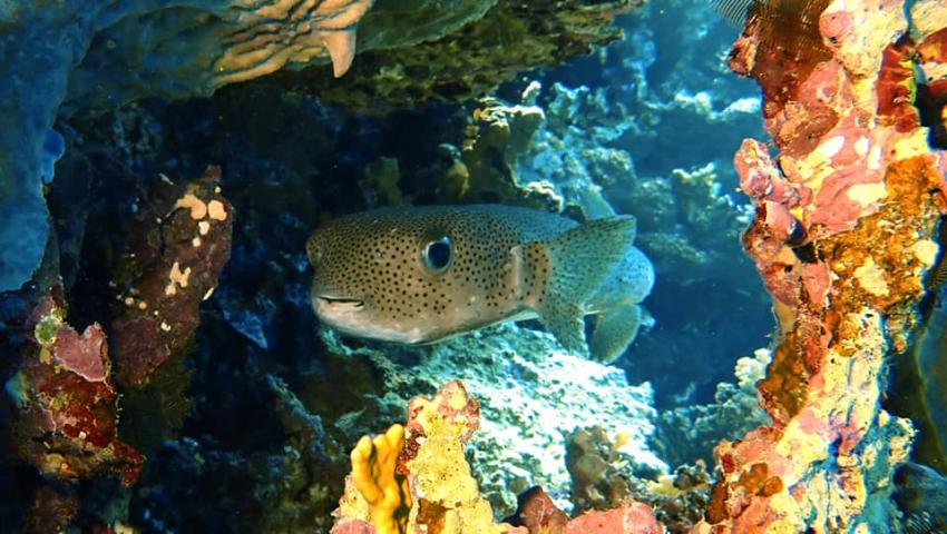 Rotes Meer, Jasmin Diving Sports Center, Grand Seas Resort Hostmark - Hurghada, Ägypten, Hurghada