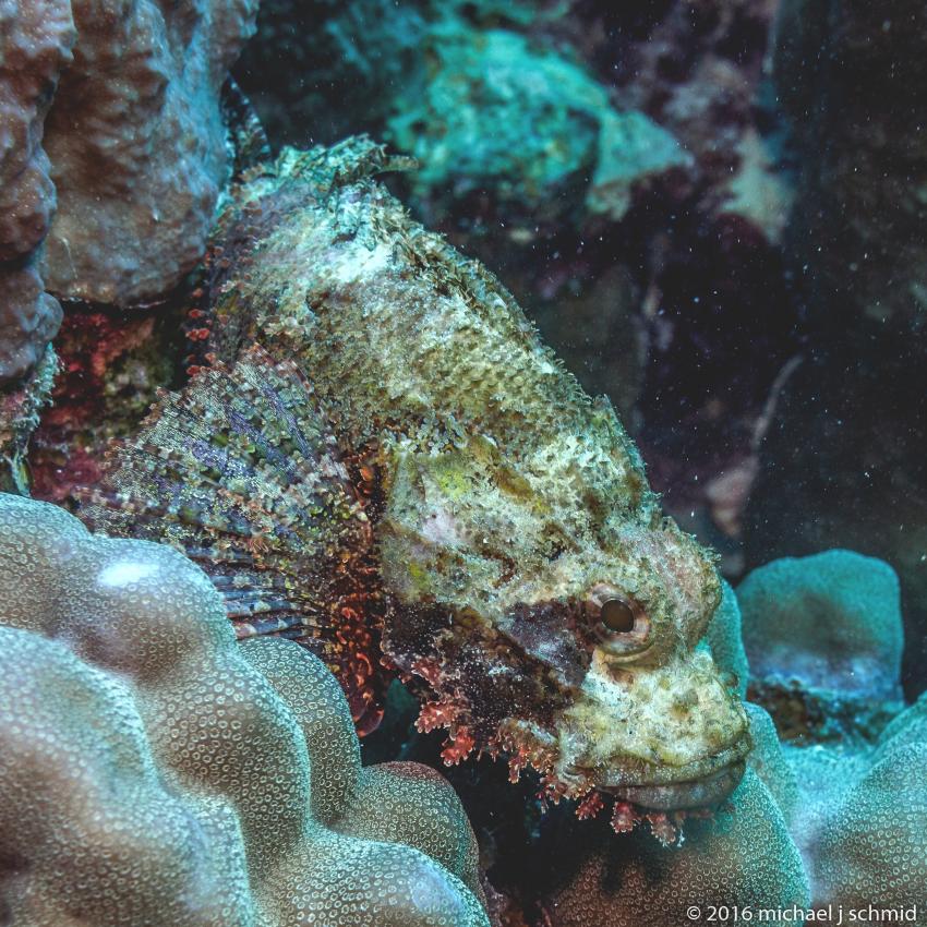 Skorpionsfisch am Gorgonia-Hausriff, Skorpionsfisch, Marsa Alam und südlich, Ägypten