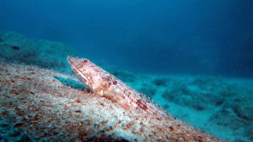 Eidechse, Eidechsenfisch, Daivoon Dive Center, Lanzarote, Costa Teguise, Spanien, Kanarische Inseln