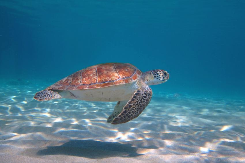 Schildkröte, All West Apartments & Diving, Niederländische Antillen, Curaçao