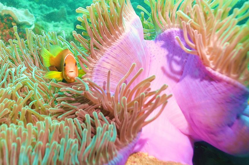 Nika Island Dive Dreams, Ari Atoll,Malediven,Anemone mit Clownfisch,lila
