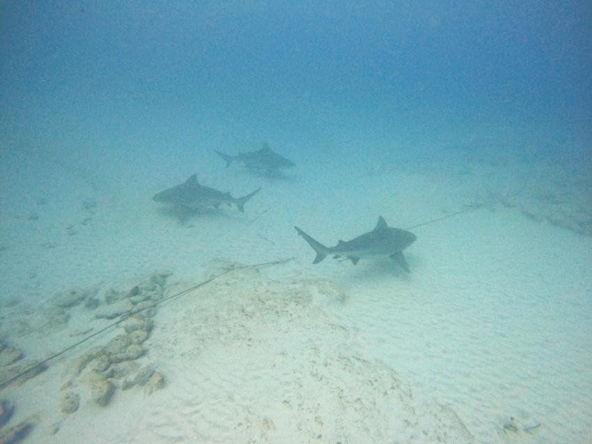 Deep Dive Mexico- Deutsche Tauchschule in Playa del Carmen, Mexiko