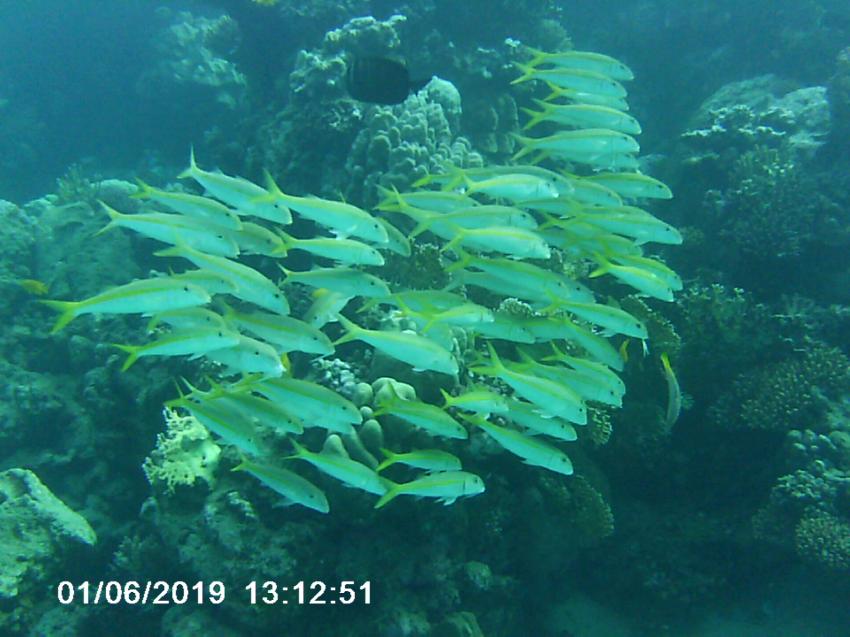 diving.DE Abu Dabab, El Malikia Resort, Ägypten, Marsa Alam und südlich