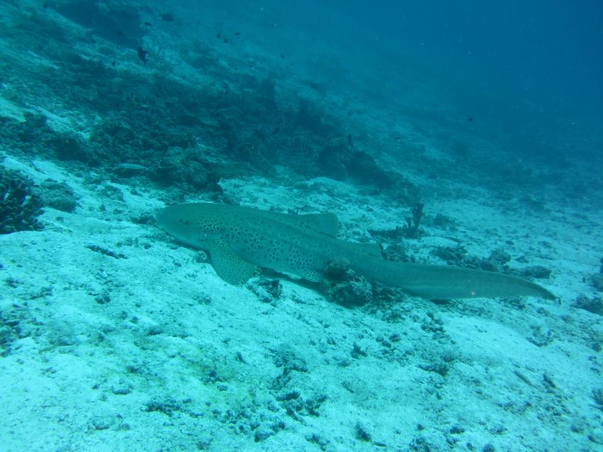 Zebrahai (Leopardenhai) , Euro-Divers Kagi Maldives, Malediven