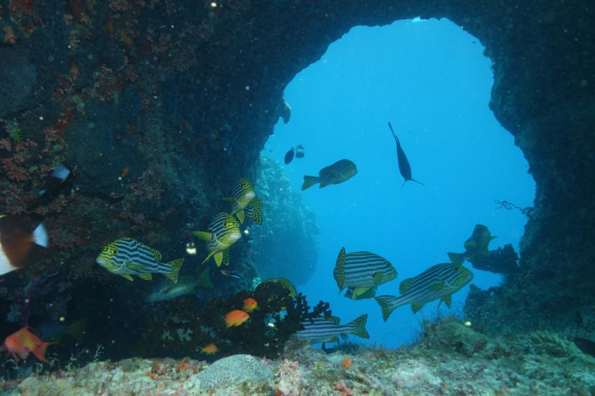 Swim Through, Sea Retreats Dive & Watersports, Thulusdhoo, Malediven