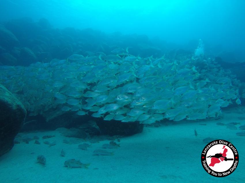 Bastard Grunt, Lanzarote, Playa Flamingo, Lanzarote Dive Centre, Lanzarote Dive Centre, Puerto del Carmen, Spanien, Kanaren (Kanarische Inseln)