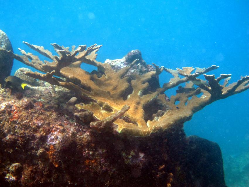 Helkorn coral , Lumbadive PADI 5 STAR RESORT, Tyrrel Bay, Carriacou - Grenada W.I., Grenada