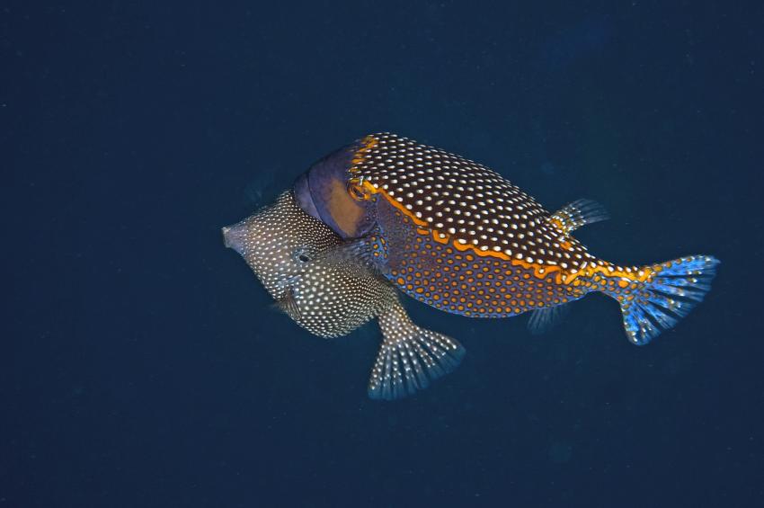 Ellaidhoo, Ari Atoll,Malediven,Weißpunkt-Kofferfische,Paarung,Ostracion meleagris