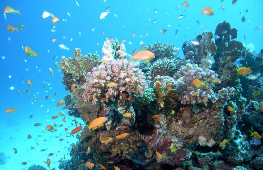 Safaga 01/2011 Teil 2, Safaga - allgemein,Ägypten