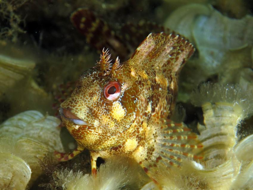Octopus Garden Diving Center - Deutsche Tauchbasis & Akademie, Malta, Malta - Hauptinsel