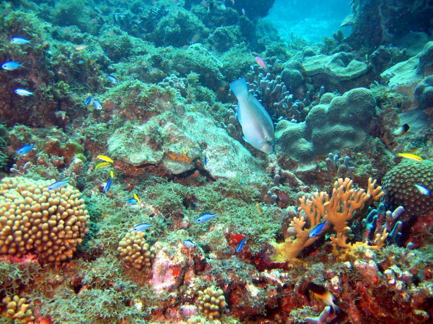 Arawak Divers,Carriacou Tyrrel-Bay/ Grenada