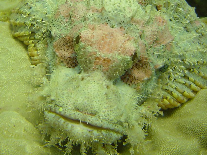 Safaga, Safaga - allgemein,Ägypten