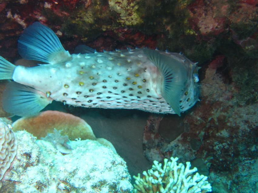 IIIIgel, diving.DE Abu Dabab, El Malikia Resort, Ägypten, Marsa Alam und südlich