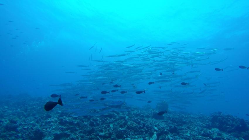 Barrakudas am Tiputa Pass, The Six Passengers Diving Center, Rangiroa, Französisch-Polynesien