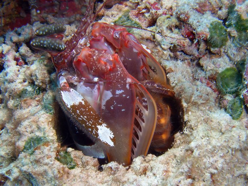 Aberratin Dive Club, Hausriff, Aberratin Dive Club,Hausriff,Philippinen,Fangschrecken,Heuschreckenkrebs (Stomatopoda)