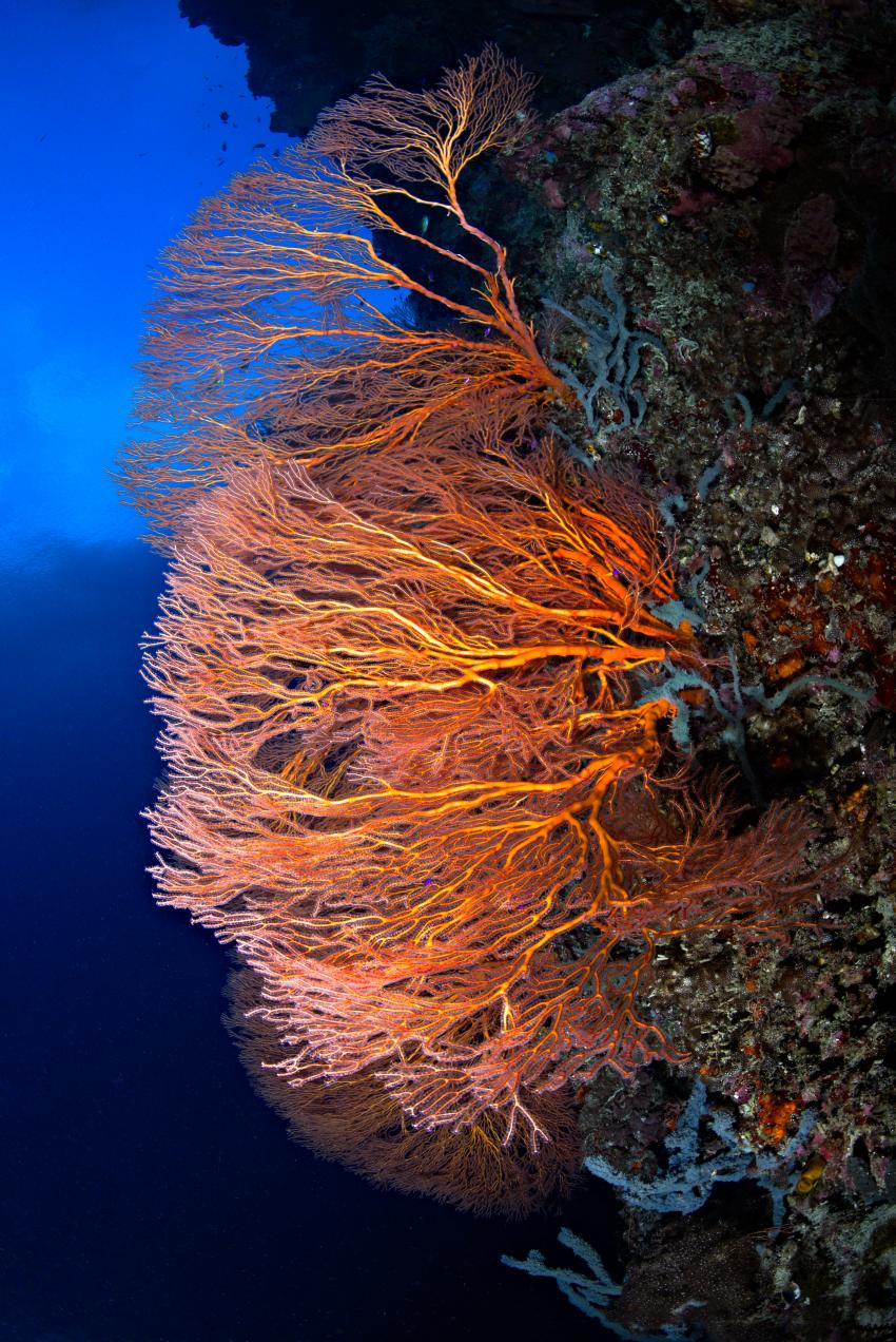Mehrere Fächerkorallen an Wand, pazifik tauchen dive indonesien una una, Lavana Dive & Nature Resort, Pulau Unauna, Indonesien, Sulawesi