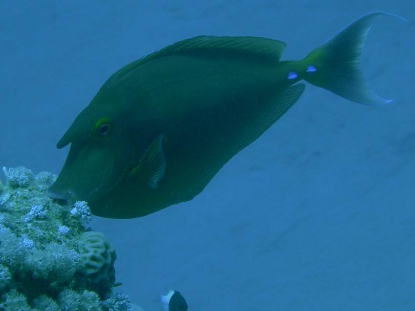 Brayka Bay, Brayka Bay,Ägypten