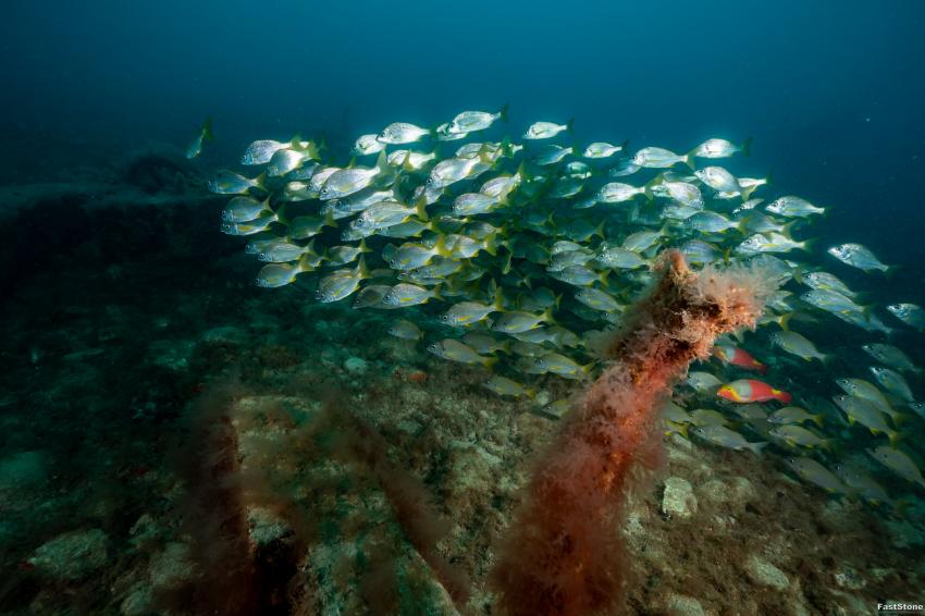 schwarm, Zeus Dive Center, Playa del Ingles, Gran Canaria, Spanien, Kanaren (Kanarische Inseln)