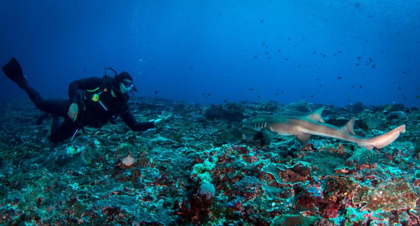 Bamboo Shark, lembongan, bali, Bali Hai Diving Adventure, Indonesien, Bali