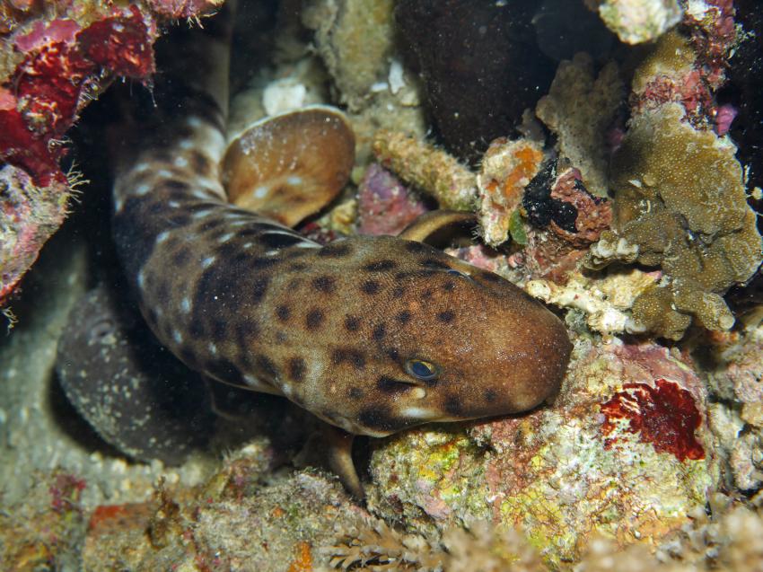 Salibay Resort, Halmahera, Molukken, Indonesien, Allgemein