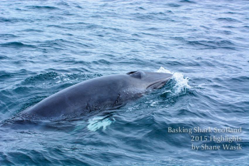 Zwergwal , Hebrides, whales, dolphins, minke whale, Basking Shark Scotland, Oban, Großbritannien, Schottland