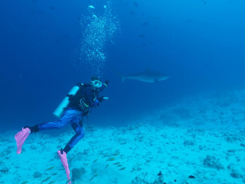 ANNA & TIGER, #divepointfuvahmulah #divewithfriends #tigersharks #fuvahmuklah #divelocal #malediven, DivePoint Fuvahmulah, Malediven