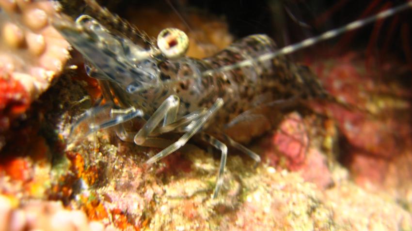Night Dive Alona House Reef, Prawns, Crabs, Lionfishs, Squid, Alona Beach Hausriff,Bohol,Philippinen