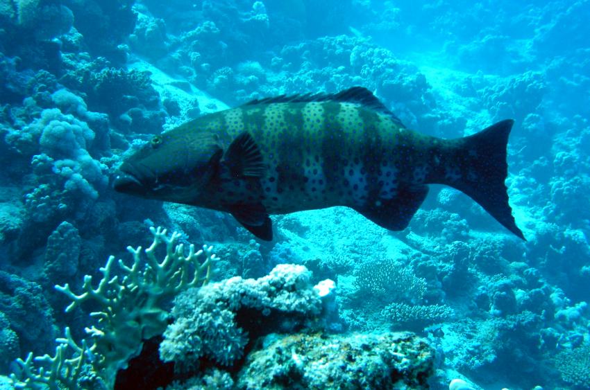 Brayka Bay, Brayka Bay,Ägypten