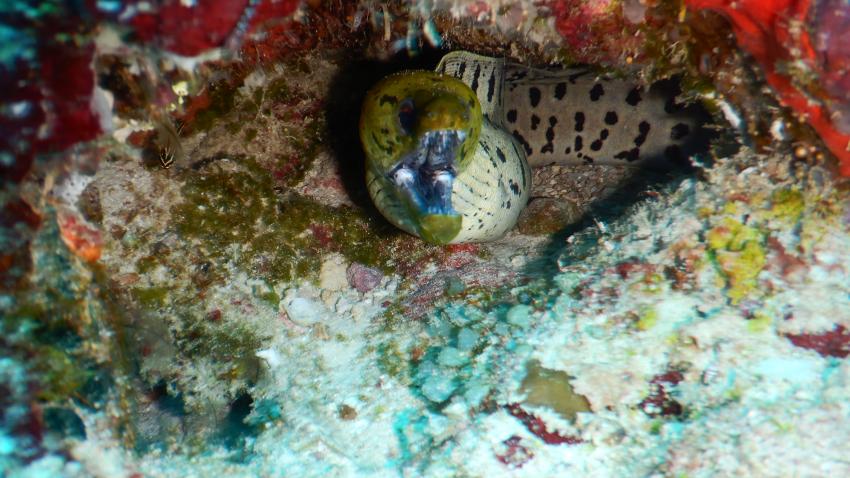 Filadhoo Wreck Muraene, The Barefoot Diving Center, Hanimadhoo, Malediven